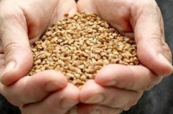 Украинцев завалят дешевой гречкой?