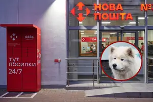 Врятованого собаку зі Словʼянська відвезли до ветклініки та підготували до передачі новій родині