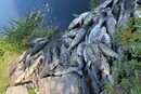 На Київщині зафіксовано масовий мор риби: влада Борщагівки звернулася до жителів