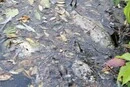 Тонни мертвої риби в трьох водоймах: на Київщині зафіксовано екологічну надзвичайну ситуацію