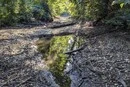 Біля новобудов на Київщині повністю висохла річка Буча