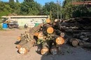Вікові дуби стануть меблями. Допис «Київзеленбуду» про зрубані на Теремках дерева обурив киян