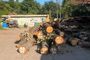 «Київзеленбуд» показав, як обліковує та зберігає зрубані на Теремках дерева