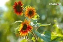 В Україну повернеться спека до +33: синоптики назвали дати