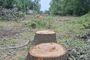 Понад 38 тис. дерев за півтора року: дослідження показало масштаби вирубок у столиці