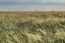 У Києві відбудеться виставка у темряві «Справжній степ»