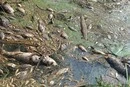 Мор риби під Києвом: фахівці з'ясовують стан води в річці Ірпінь