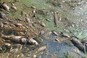 Проби води з річки Ірпінь направлено на аналіз до мікробіологічної лабораторії 
