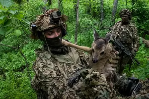 Оленятко успішно евакуювали з небезпечного району