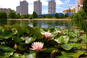 Цвітіння водяних лілій на озері Тельбін