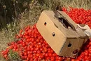 Український фермер викинув урожай помідорів та спричинив скандал у мережі