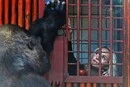 У Київському зоопарку пригадали акторку Гейден Панеттьєр: архівне фото