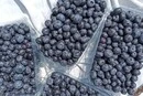 Вирощування лохини в Україні втрачає рентабельність