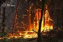 На Черкащині спалахнула масштабна лісова пожежа (фото)