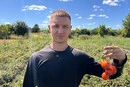 Фермер розповів, як захистити томати від спеки: що радить робити
