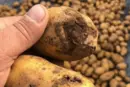 Експертка розповіла, чи буде картопля знову масово гнити при зберіганні взимку
