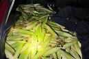 У Німеччині троє українців викрали з поля 300 кг кукурудзи