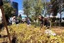 До Дня Незалежності у столичному сквері на Почайній з'явилося 500 нових рослин