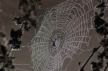 После «дела Кучмы» запустят «дело Черновецкого»