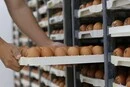 У Бельгії стався рекордний спалах сальмонельозу: причиною стали яйця
