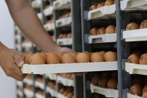 Фахівці закликали бельгійців ретельно перевіряти продукцію ферми перед вживанням