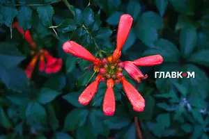 Атмосферний фронт із Чорного моря принесе дощі та грози на південь і південний схід України