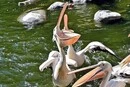 Що їдять на ланч пелікани: Київський зоопарк запрошує на видовищне годування