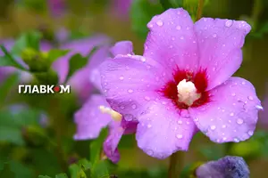 В Україні мінлива хмарність, очікуються дощі