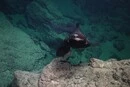 Науковці знайшли у Карибському морі химерну істоту із котячими очима 