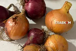 За свідченнями фермерів, закупівельні ціни на кілограм цибулі впали до трьох гривень за кілограм