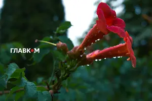 2 вересня холодний атмосферний фронт принесе дощі в центральні та північні регіони України