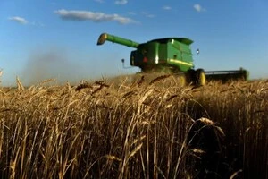 Через проблеми зі збутом пшениця в Україні різко подешевшала, однак ціни на хліб і борошно не знизилися