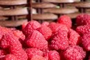 Сезон малини в Україні: зниження врожаю компенсувалося рекордно високими цінами