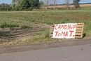 Як врятувати врожай помідорів та стати зіркою TikTok: кейс фермера з Полтавщини