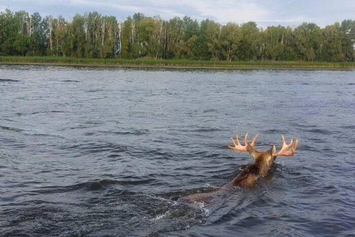 Рогатий мешканець Чорнобильського заповідника переплив річку (фото)