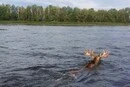 Рогатий мешканець Чорнобильського заповідника переплив річку (фото)