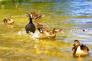 В Україні хмарно з проясненнями, очікуються дощі