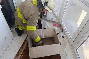 Рятувальники вилучили кажанів із балкона