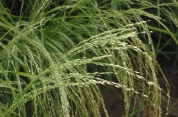 Украина разрешила экспорт зерна