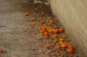 Чищення українських помаранчів