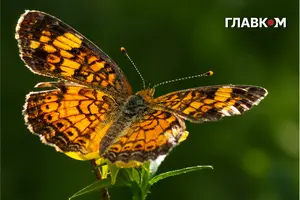 20 вересня в Україні тепло та сухо – антициклон дарує останні погожі вихідні перед дощовим тижнем