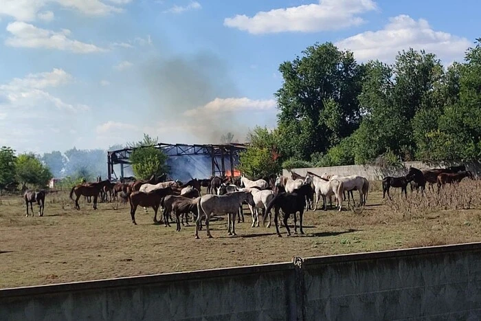 Удар РФ залишив без кормів понад 200 коней на Харківщині