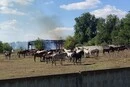 Удар РФ залишив без кормів понад 200 коней на Харківщині