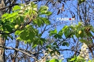 У Києві триває аномальне цвітіння каштанів
