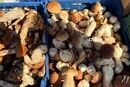 У Києві 22-27 вересня відбудуться продуктові ярмарки: адреси