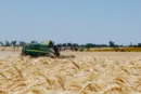 Як змінилися ціни на зерно в Україні та світі за тиждень
