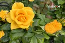 В Україні без дощів і тепло до 21°: погода на 26 вересня 2026 року
