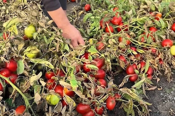 Тонни помідорів гниють у полі: окупанти знищили підприємство, яке приймало врожай
