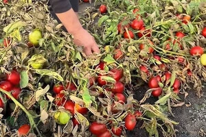 Через відсутність реалізації урожай томатів потроху пропадає просто на полі
