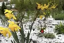 Україну накриють заморозки: синоптики назвали дату